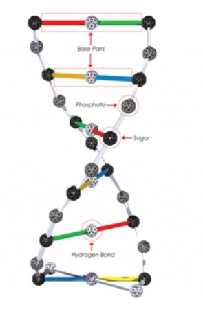Zometool Geometric Structure Toy-DNA